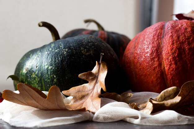 calabazas en follaje otoñal en una pared de luz