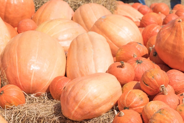 Calabazas en el fondo de paja seca en el huerto