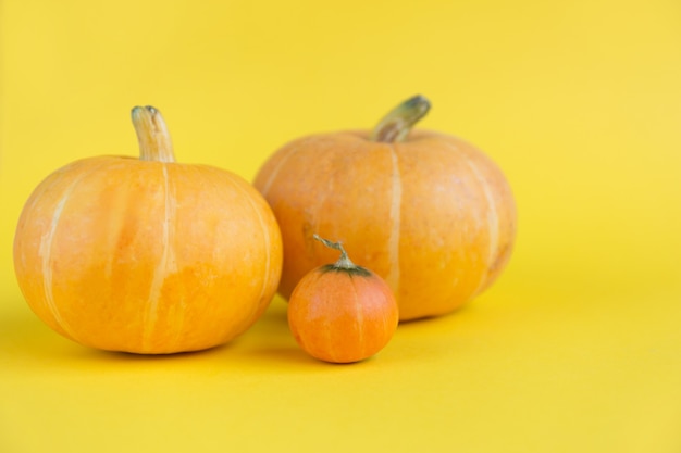 Calabazas frescas grandes y pequeñas sobre fondo amarillo