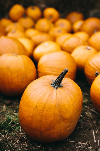 Calabazas frescas en heno Halloween y Acción de Gracias