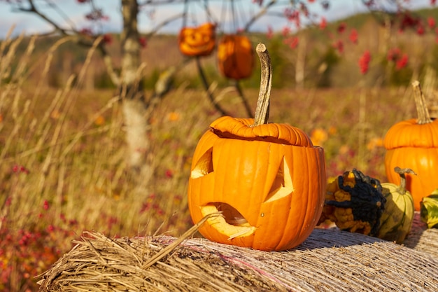 Calabazas de Halloween con campo en el fondo.