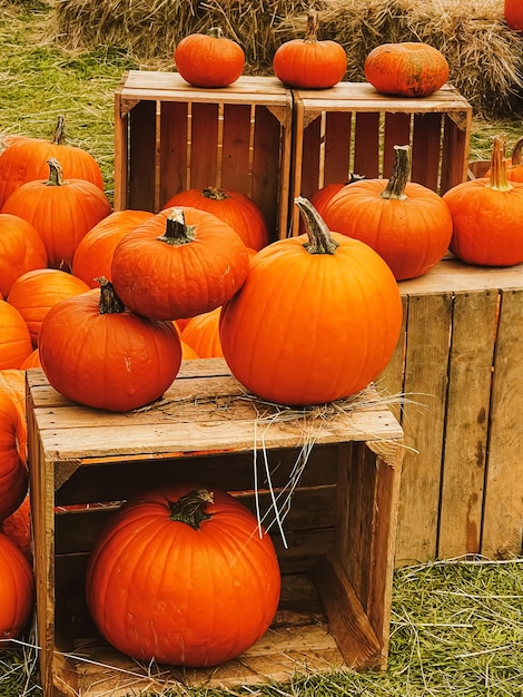 Calabazas de Halloween y decoración navideña en la temporada de otoño cosecha de calabazas de campo rural y agricultura estacional al aire libre en la naturaleza