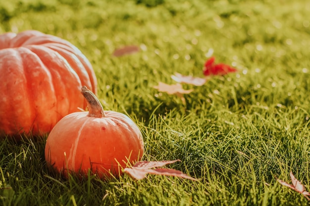 Calabazas en la hierba verde