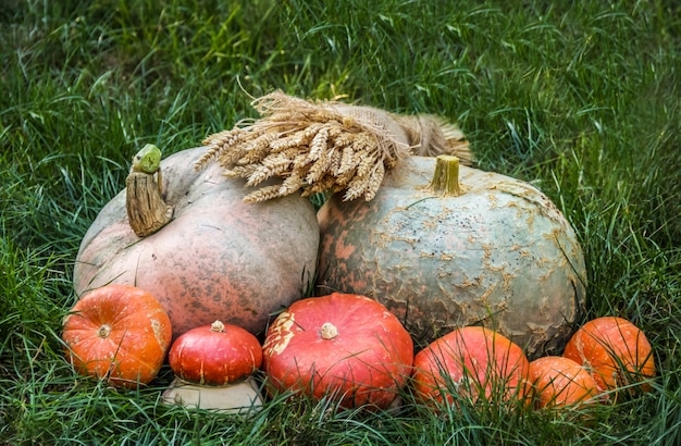 Calabazas en la hierba verde