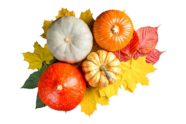 Calabazas y hojas de colores aislados en blanco