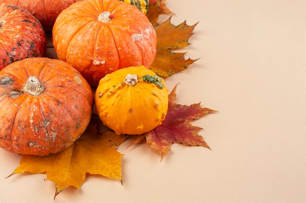 calabazas y hojas de otoño de arce sobre un fondo beige