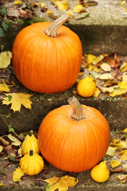 Calabazas en hojas de otoño