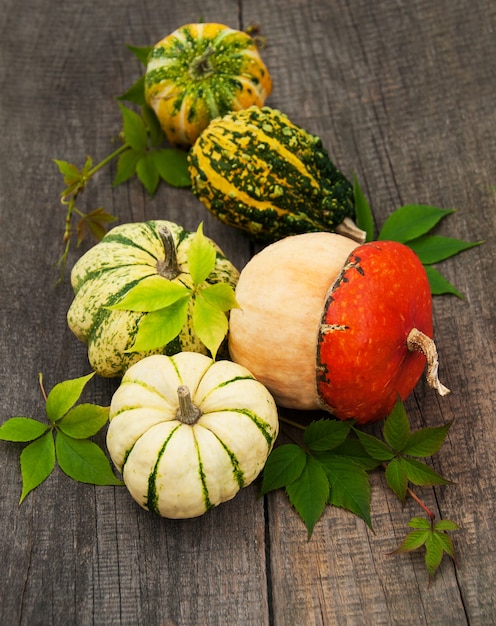 Calabazas con hojas de otoño