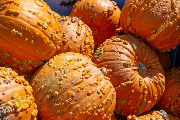 Calabazas en un huerto de calabazas en otoño en una granja