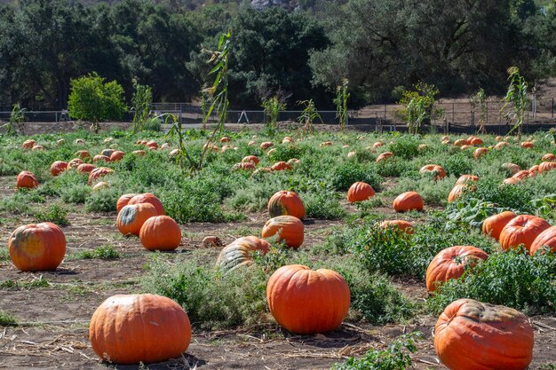 Calabazas en un huerto de calabazas en otoño en una granja