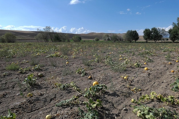 Calabazas madurando en un campo de calabazas calabazas listas para ser cosechadas calabazas plantadas para semillas