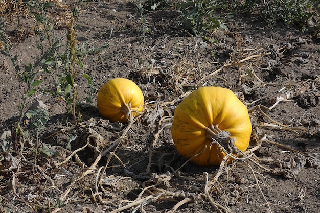 Calabazas madurando en un campo de calabazas calabazas listas para ser cosechadas calabazas plantadas para semillas