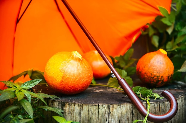 Calabazas maduras brillantes se encuentran en un tocón de árbol bajo un paraguas naranja brillante. Concepto de otoño, cosecha