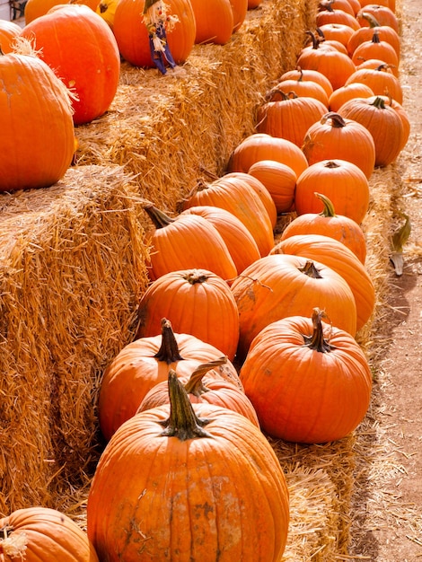 Calabazas maduras en el campo de calabazas.