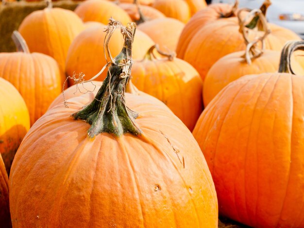 Calabazas maduras en el campo de calabazas.