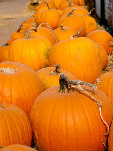 Calabazas maduras en el campo de calabazas.