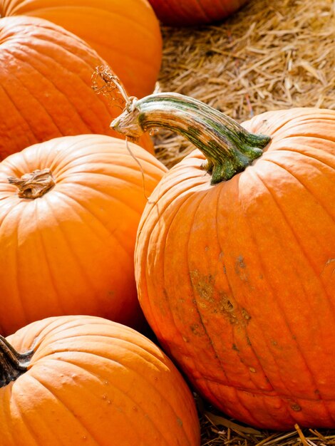 Calabazas maduras en el campo de calabazas.