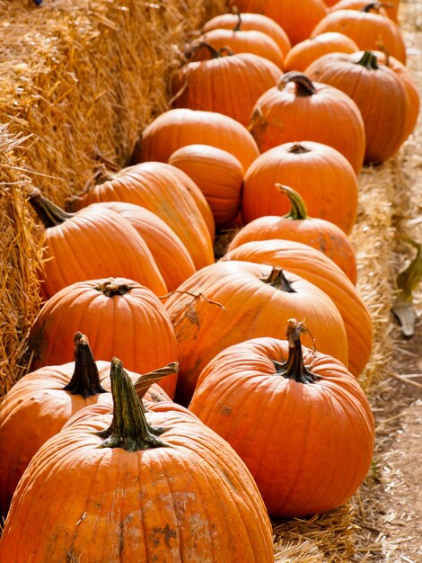 Calabazas maduras en el campo de calabazas.