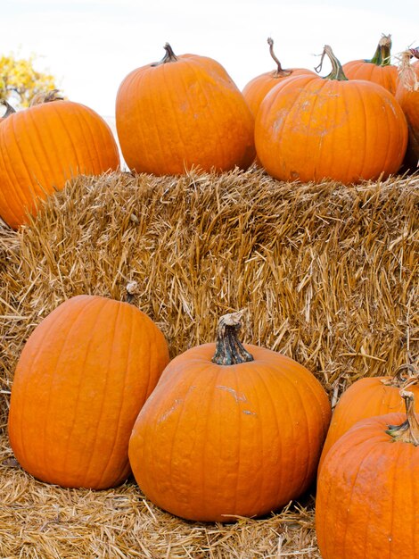 Calabazas maduras en el campo de calabazas.