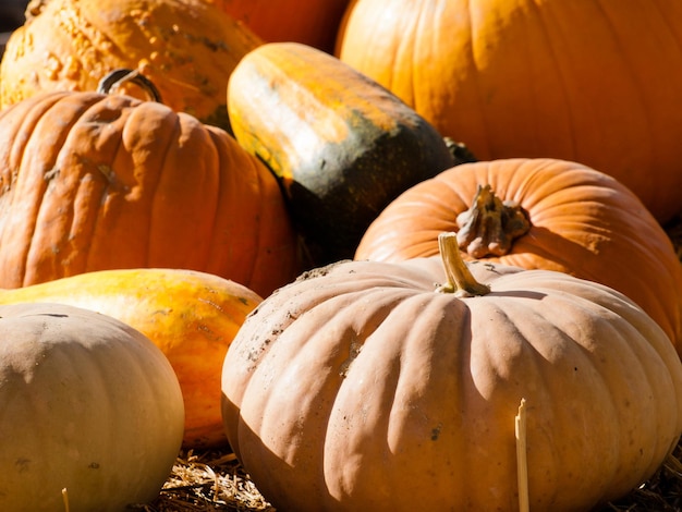 Calabazas maduras en el campo de calabazas.