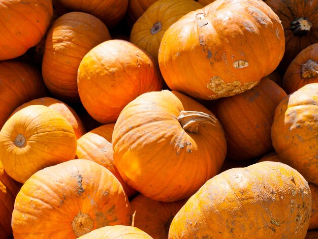 Calabazas maduras en el campo de calabazas.