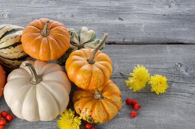 Calabazas maduras naranjas sobre fondo de mesa de madera gris Otoño