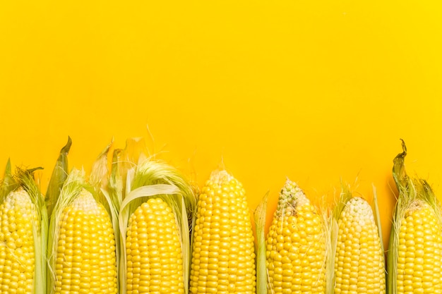 Calabazas de maíz maduras crudas sobre un fondo amarillo