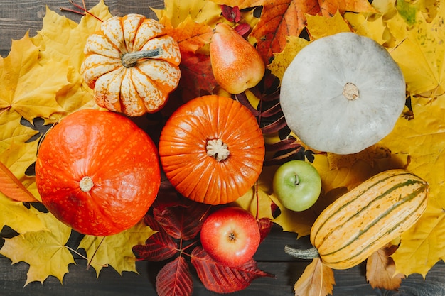 Calabazas con manzanas maduras y pera en coloridas hojas de arce. Imagen estacional de otoño.
