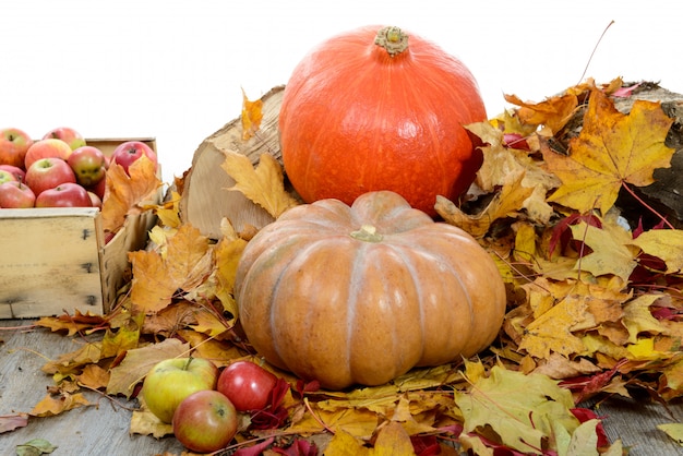 Calabazas con manzanas rojas en hojas de otoño