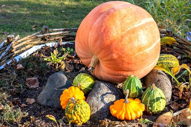 Calabazas y melones sobre piedras y hierba.