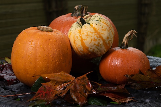 Calabazas en la mesa de jardín con hojas mojadas por la lluvia de otoño.