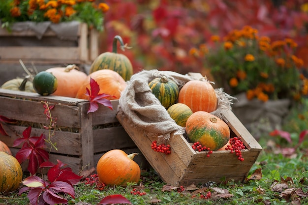 Las calabazas multicolores acostado sobre paja con una caja de madera Tiempo de otoño