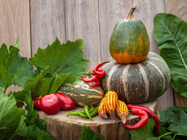 Calabazas multicolores maíz pimientos rojos y verdes sobre un fondo de madera y hojas