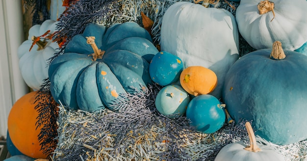 Calabazas naranjas y azules decorativas, flores al aire libre y decoración de Halloween al aire libre