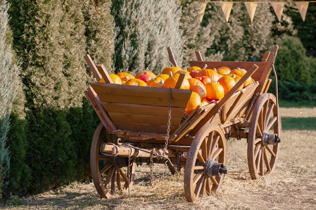 Calabazas naranjas en carro en la granja en el soleado día de otoño