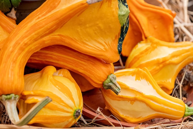 Calabazas naranjas cosechadas de cerca