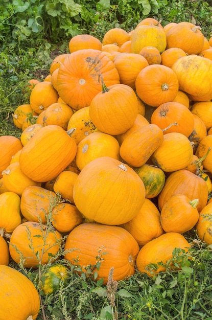 Calabazas naranjas cosechadas