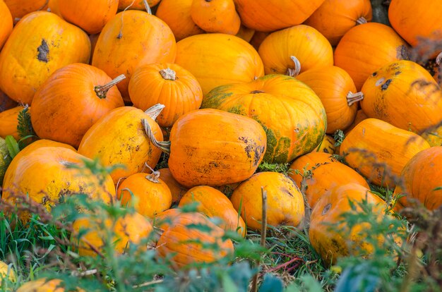 Calabazas naranjas cosechadas