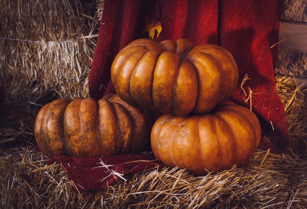 Calabazas naranjas en el heno