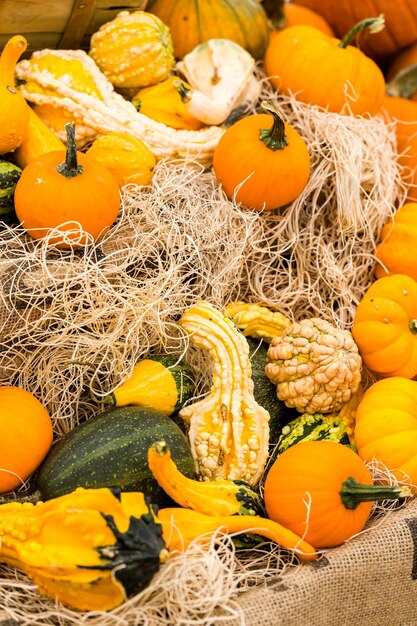 Calabazas naranjas en el huerto de calabazas.