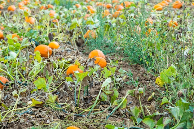 Calabazas naranjas en el huerto de calabazas.