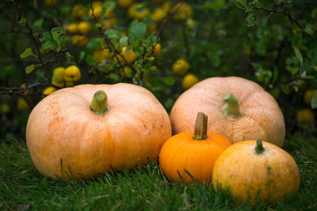 Calabazas naranjas en el jardín y membrillo amarillo tiempo de cosecha de otoño fondo natural de otoño