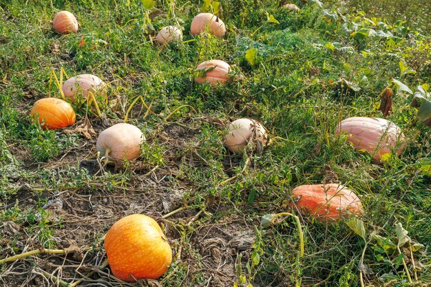 Calabazas naranjas maduras en el campo en otoño Una gran calabaza naranja que crece en el jardín