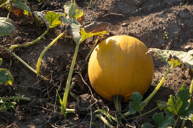 Calabazas naranjas maduras en el jardín Concepto de acción de gracias y cosecha de otoño