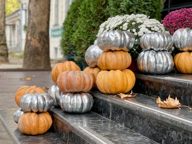 Calabazas naranjas y plateadas con arbustos de crisantemos en los pasos Decoración de Acción de Gracias