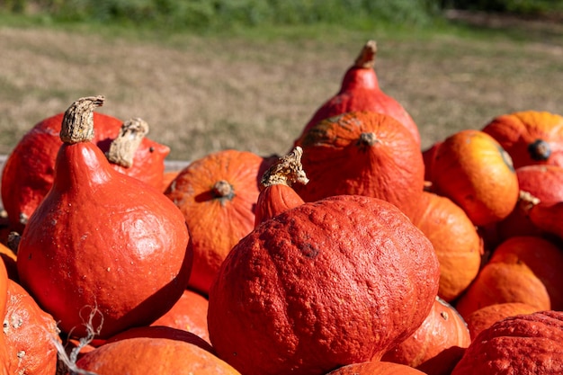 Calabazas naranjas sobre un fondo de hierba