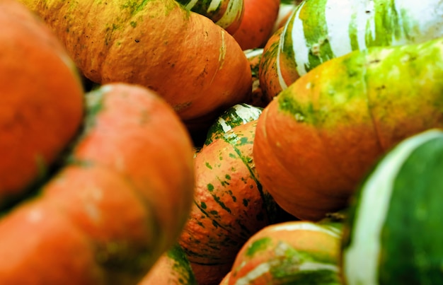 Calabazas naranjas verdes y amarillas.