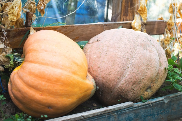 Calabazas orgánicas maduras