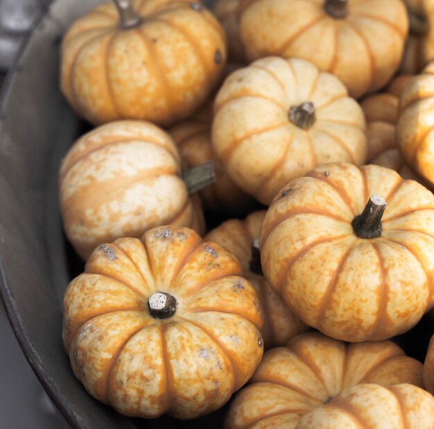 Calabazas de otoño decorativas naranjas frescas