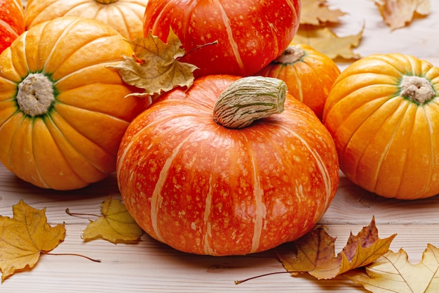 Calabazas de otoño y hojas de arce